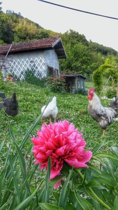 Casa Nella Natura Il Risveglio Degli Elfi Pedavena Exteriér fotografie