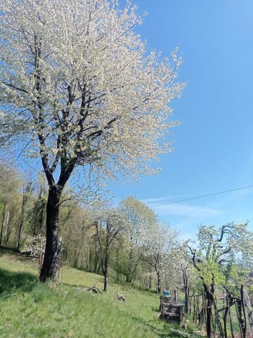 Casa Nella Natura Il Risveglio Degli Elfi Pedavena Exteriér fotografie